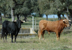Domingo de Páscoa novilhada em Abiúl  