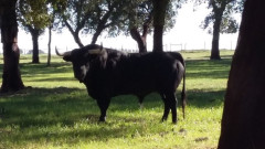 O Curro de Toiros Desejado por Todas as Praças Será Lidado nas Caldas da Rainha