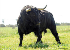 Os Imponentes Toiros de Herds Dr. António Silva para as Caldas da Rainha