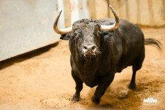 Toiros de Garcigrande e Domingo Hernández para quinta-feira, no Campo Pequeno