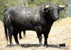 OS TEIXEIRAS PARA MOURA: AS IMAGENS FALAM POR SI!