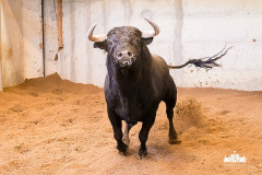 Imagens dos toiros aprovados no reconhecimento veterinário para a corrida desta noite, no Campo Pequeno. 