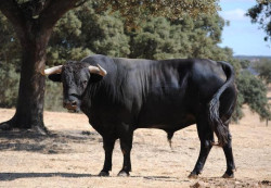 TOIROS DE MURTEIRA GRAVE APROVADOS PARA A CORRIDA DESTA TARDE EM CORUCHE