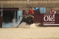 Corrida Mista  Idanha-a-Nova  15 de Agosto de 2015 às 22:00h