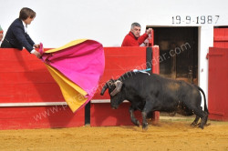 Rematado o Festival Taurino na Granja (Mourão)
