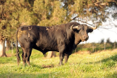 CORRIDA DOS AGRICULTURES DE TOMATE DO RIBATEJO