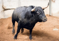 Toiros para  hoje no  - Campo Pequeno