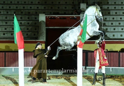 Imagens da noite mágica do cavalo