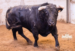 Os toiros de Zalduendo para Morante hoje no Campo Pequeno