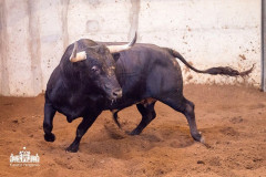 Toiros Luís Rocha para a corrida desta noite
