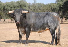 Toiros Grave para a corrida 25 de Agosto