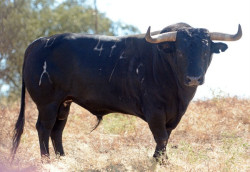 Os Veiga Teixeira para dia 27 em São Manços