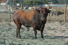 3ª Feira Noturna, será a Corrida de Toiros do 10º Aniversário do Jornal de Tauromaquia OLÉ!