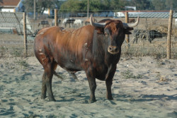 3ª Feira Noturna, será a Corrida de Toiros do 10º Aniversário do Jornal de Tauromaquia OLÉ!