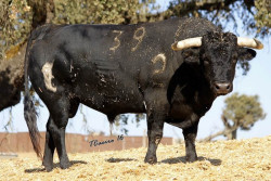 Os Varela Crujos para dia 5 no Redondo