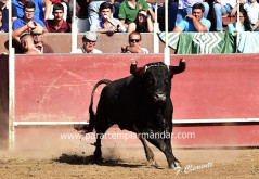 Viana do Alentejo 25-09-2016  X corrida de Toiros Equestre de Viana do Alentejo