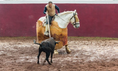 Tentas Picadas nos Açores