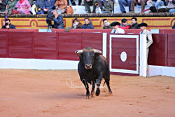 OLIVENZA  `17  Novilhada  1ª da feira