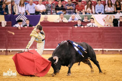 Padilla, um toureiro grato