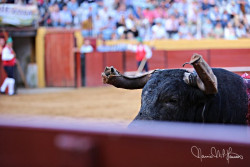 Corrida de Montemor   6-05-2017
