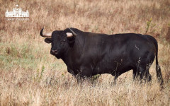 Toiros de Veiga Teixeira para a corrida de 29 de Junho