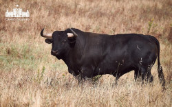Toiros de Veiga Teixeira para a corrida de 29 de Junho
