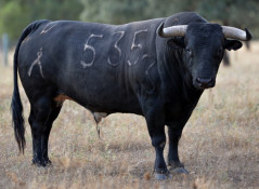 Os toiros de Veiga Teixeira para Salvaterra