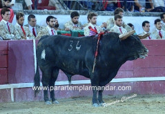 “Fernando Castros” duros de roer nas Caldas da Rainha