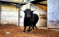 Toiros PASSANHA para a corrida desta noite