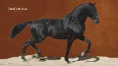 Imagens dos 14 cavalos da quadra de João Telles Jr