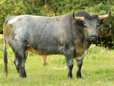 OS VALE SORRAIA PARA 6 DE MAIO EM VILA FRANCA DE XIRA