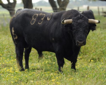 Toiros Palha a lidar em Coruche a 27 Maio