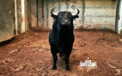Toiros RIBEIRO TELLES para a corrida desta noite