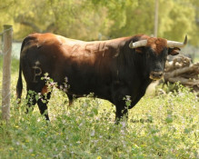 Toiros palha a lidar em Coruche a 27 Maio