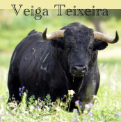 MOITA O REGRESSO DOS VEIGA TEIXEIRA 