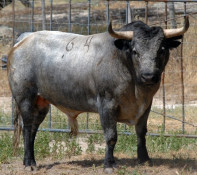 Toiros para a Corrida de Gala em Coruche