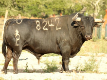 170º ANIVERSÁRIO DE FUNDAÇÃO – GANADARIA PALHA NA PALHA BLANCO NA CORRIDA DO COLETE ENCARNADO