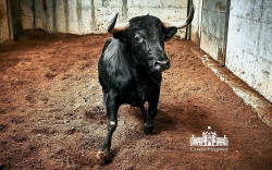 Os Toiros Ribeiro Telles e Paulo Caetano para a corrida desta noite