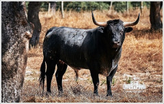 Toiros Vale Sorraia para a Corrida do Emigrante
