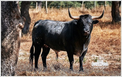 Toiros Vale Sorraia para a Corrida do Emigrante