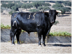 Conheça os primeiros exemplares da ganadaria Murteira Grave para a Corrida do 25º Aniversário da TVI