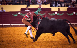 Forcados de Vila Franca de Xira dia 24 no Campo Pequeno
