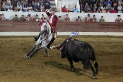 CAVALO DOS  ÊXITOS DE ANTÓNIO PRATES