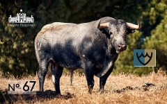 Os toiros das duas ganadarias para a corrida de 20 de Setembro