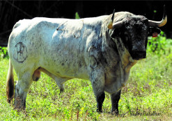 A IMPONÊNCIA DOS TOIROS DE HERDADE DA ADEMA E HIGINO SOVERAL NA CORRIDA CONCURSO DE PEGAS EM AZAMBUJA