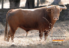 OS TOIROS DE FALÉ FILIPE PARA A CORRIDA DE ANIVERSÁRIO DA PRAÇA DE TOIROS PALHA BLANCO