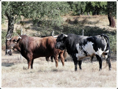 Toiros de Manuel COIMBRA para a Grandiosa Corrida Toiros Éh TOIRO! 