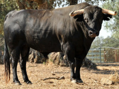 OS TOIROS DE CHARRUA E PRUDÊNCIO PARA DOMINGO, 14, EM CALDAS DA RAINHA