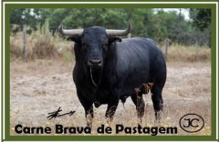 CARNE BRAVA DE PASTAGEM !