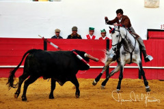 O cavalo DNA ( coudelaria limaduarte ) volta a brilhar, sábado na granja, com o cavaleiro António Prates.